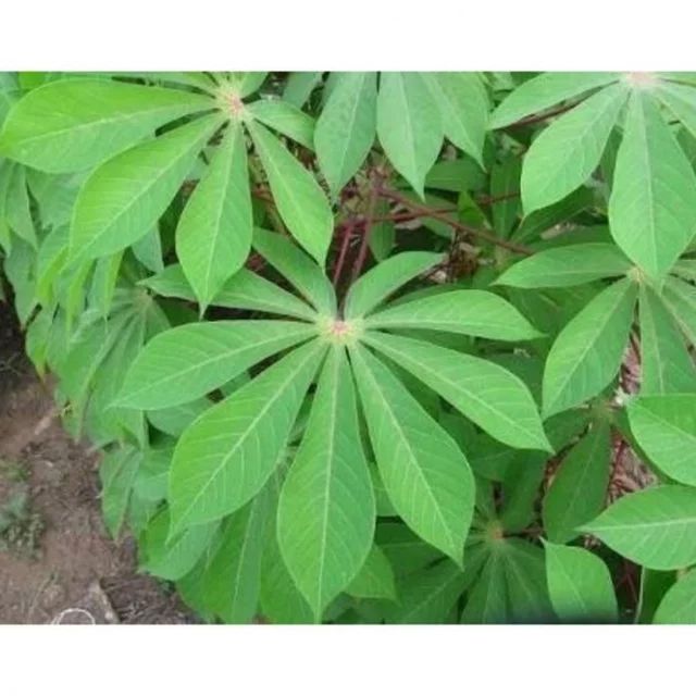 Cassava leaves