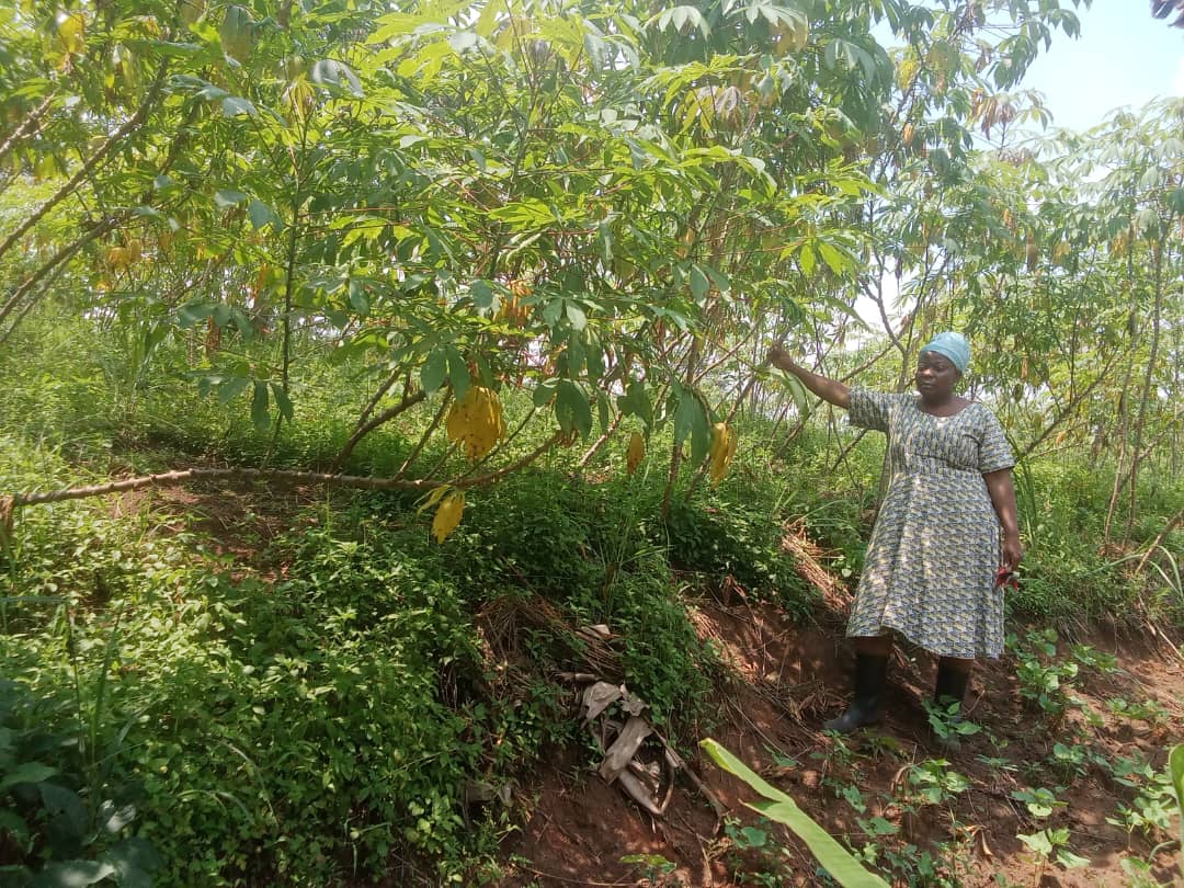 cassava plantation