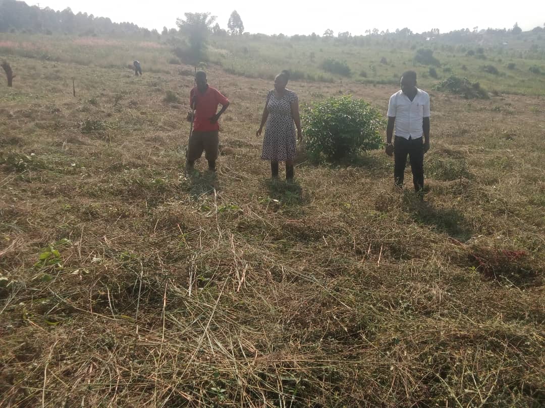 field clearing 1